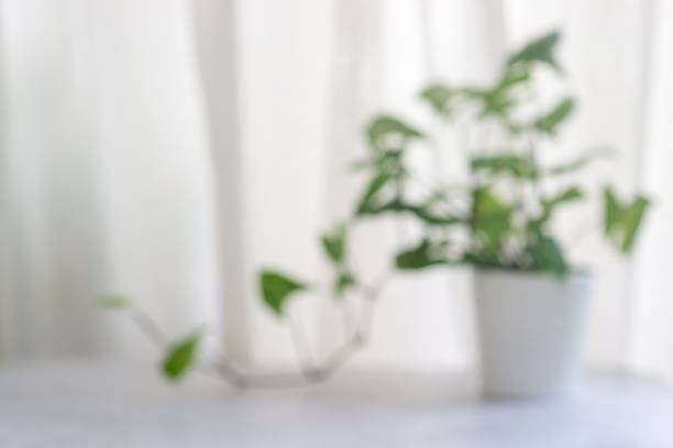 istock blurry image of hose plant in pot. 1473839364