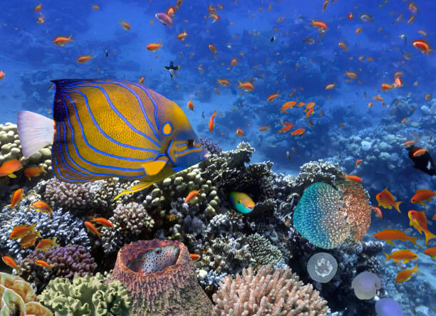 istock Underwater coral reef landscape 1473840458