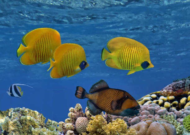 istock Underwater coral reef landscape 1473841643