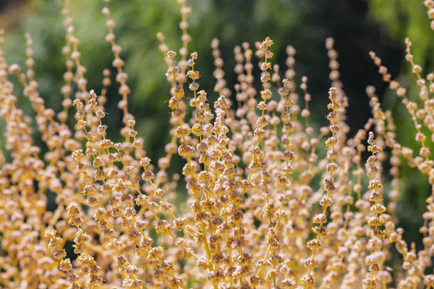 istock Dry wild grass close-up at sunset as background. 1473842001