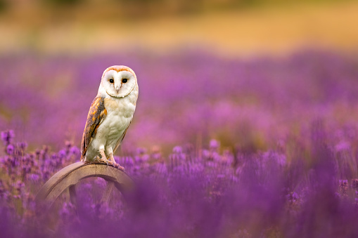 The Barn owl (Tyto alba) sitting on a wooden wheel in a lavender flowering field. Pink and purple color blossom.