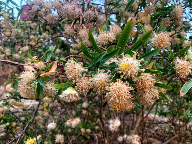 istock The wild beutiful yellow flowers Gnidia glauca. 1473846253