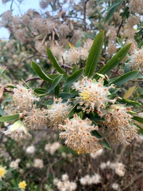 istock The wild beutiful yellow flowers Gnidia glauca. 1473846255