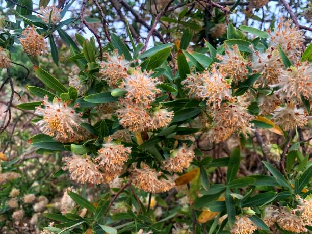istock The wild beutiful yellow flowers Gnidia glauca. 1473846260