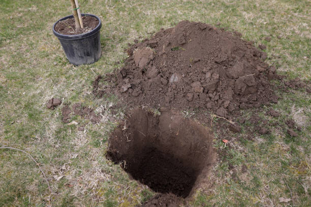 istock Shallow depth of field (selective focus) details with a tree sapling during a planting activity. 1473848086