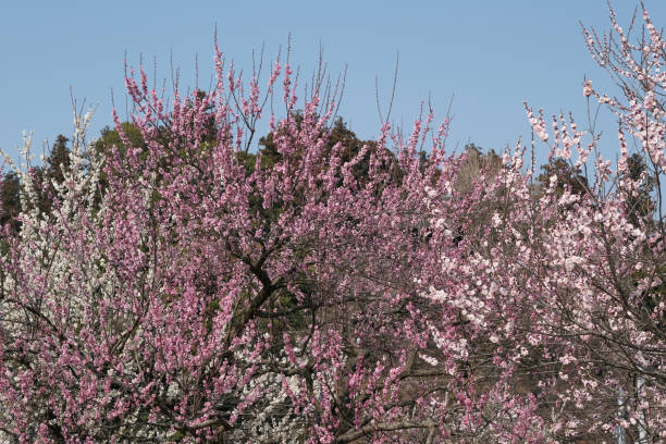 plum blossoms in full bloom Plum blossoms in full bloom in the clear blue sky mito ibaraki stock pictures, royalty-free photos & images