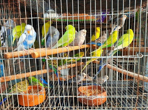 Colorful Budgerigar birds in cage - Bangkok Pet market.