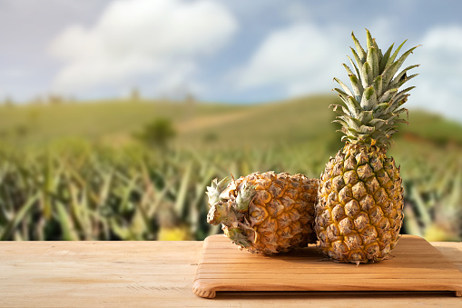 Pineapple fruit in a basket on a wooden table during harvest season in the garden. Product display. Organic farming concept.