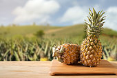Pineapple fruit on a wooden table during harvest season in the garden.