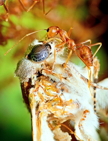 Ant hunting moth - animal behavior.