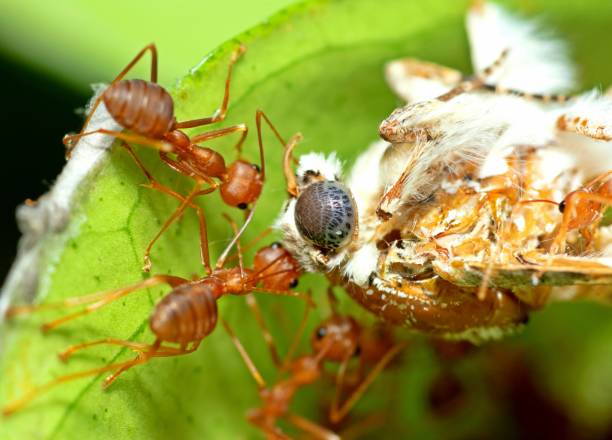 개미 사냥 나방 - 동물 행동. - teamwork ant cooperation challenge 뉴스 사진 이미지