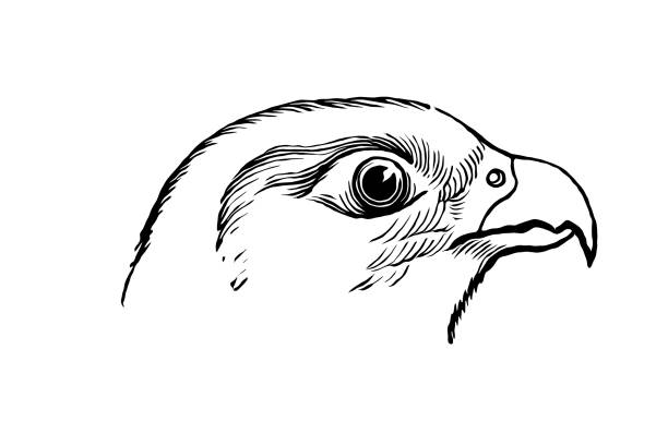 40+ Peregrine Falcon Clip Art Stock Illustrations, Royalty-Free Vector ...