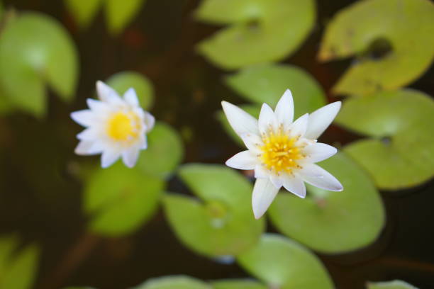 istock lotus flower in the pond 1473852878