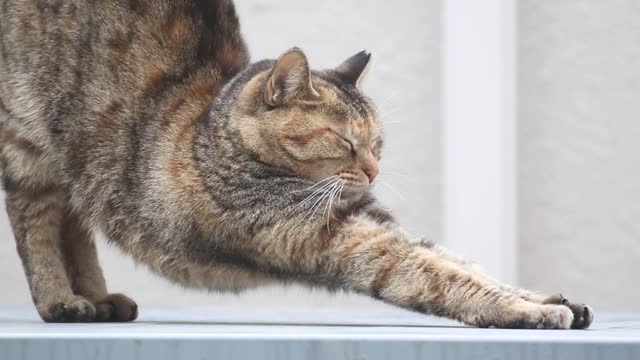 A stray cat that yawns and stretches after a nap