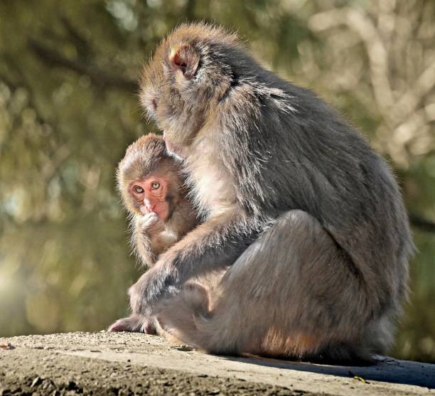 istock Little monkey and its mother sitting together. 1473854327
