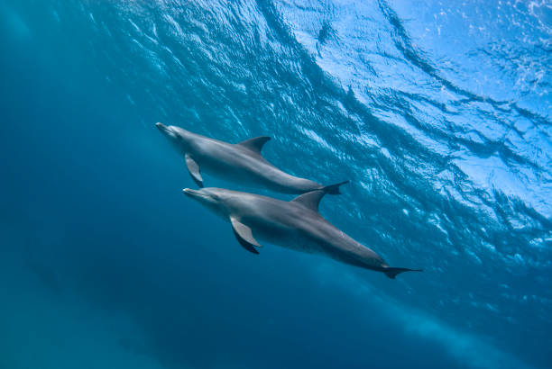 Graceful Swimmers: Two Bottlenose Dolphins in their Natural Habitat