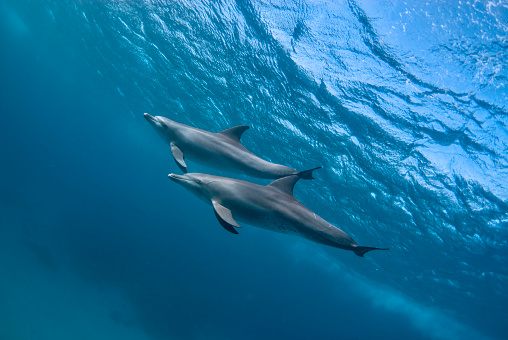 Family of dolphins swimming along sea floor in bright blue ocean