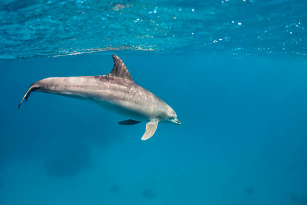 istock Underwater Encounter: Captivating Dolphin in its Natural Habitat 1473855916