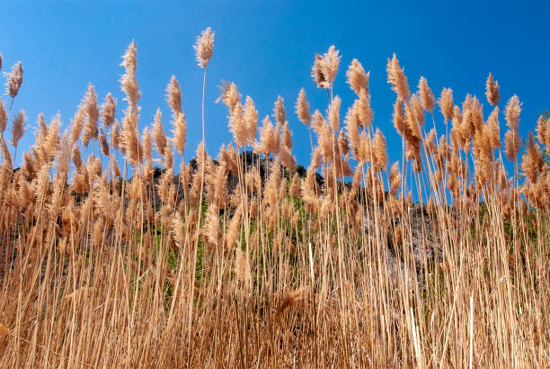 reed grass serenity: capturando a calma e a beleza da natureza [em inglês] - reedgrass - fotografias e filmes do acervo