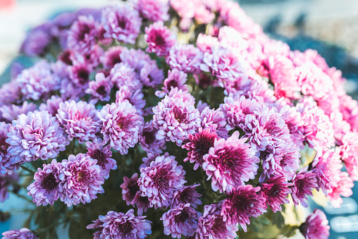 Close up of pink chrysanthemum blooming brunch on colorful bokeh background