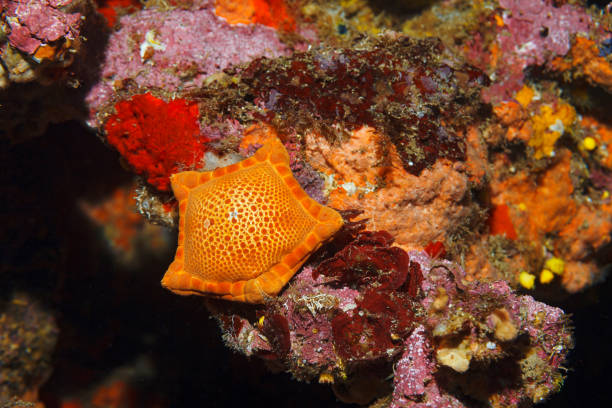 Sea life Underwater sea star - starfish Scuba diver point of view Sea life Underwater sea star - starfish Scuba diver point of view shell starfish orange sea stock pictures, royalty-free photos & images