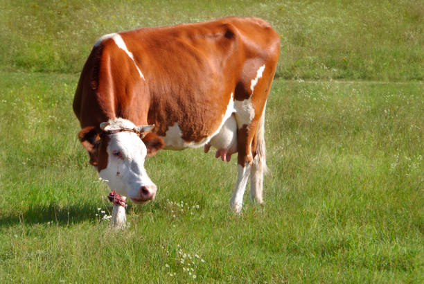 A cow with red spots grazes in a meadow.