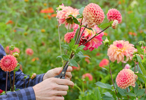 istock Gardening makes happy and satisfied. Non recognizable female person assembling fresh cut flowers. 1473860045