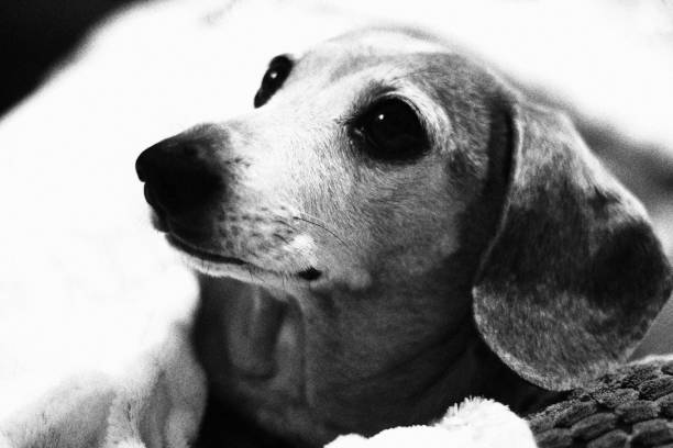 istock Miniature Dachshund Dog 1473864235