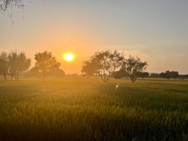istock Green wheat field in Asia 1473864492