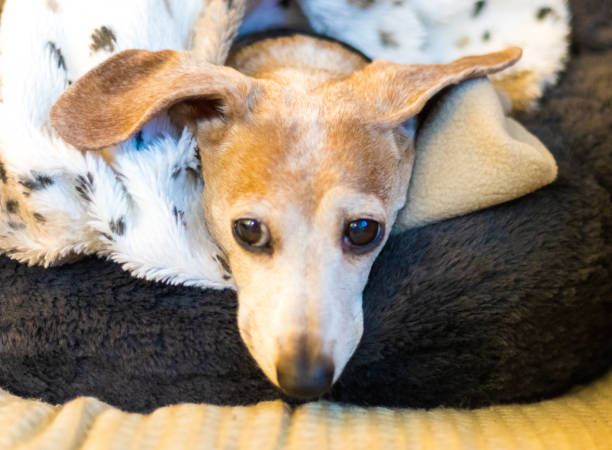 istock Miniature Dachshund Dog. 1473865842