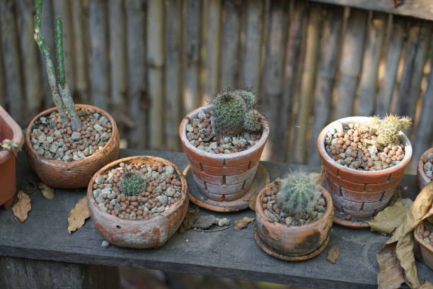 Cactus in an old pot in a cafe