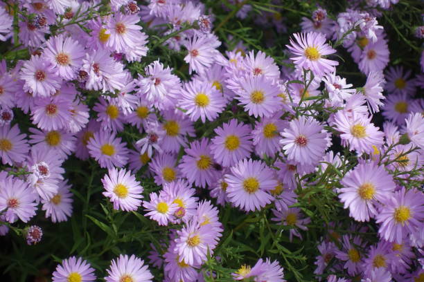 istock Fall asters with numerous light pink flowers in October 1473866384