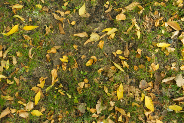 Top view of dull grass covered with fallen leaves in October
