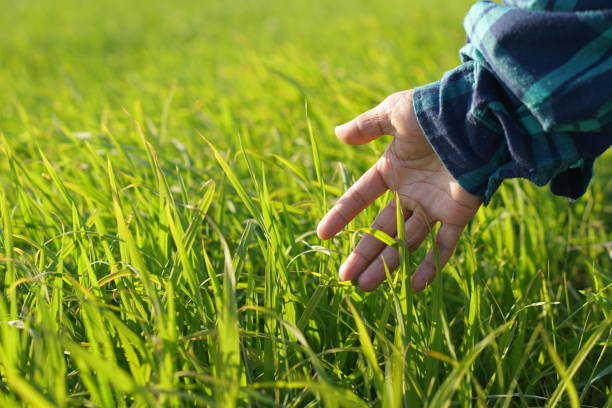 istock Asian female farmer touching a rice plant with her hands 1473866511