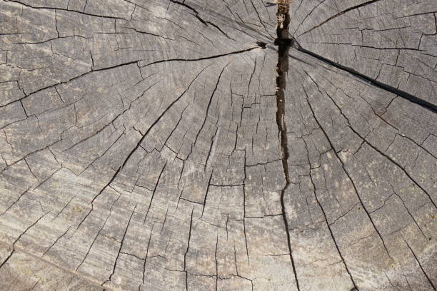 istock cracked old wooden floor background 1473867458