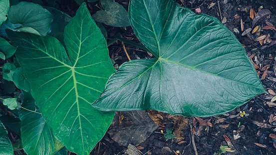 Close up Green taro leaf plants