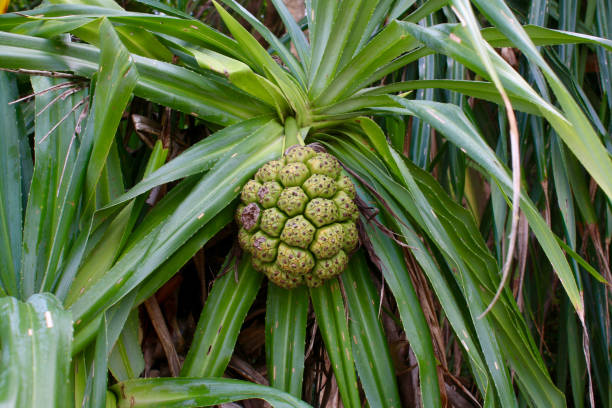 90+ Pandan Plantation Stock Photos, Pictures & Royalty-Free Images - iStock