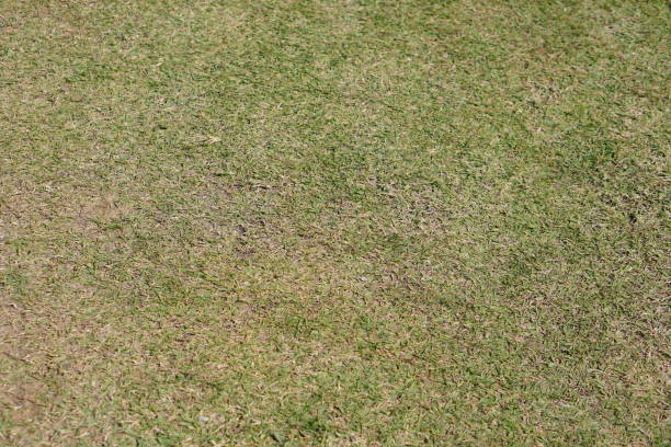 istock Green grass in the park 1473868884