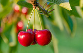 Close-up of ripe sweet cherries