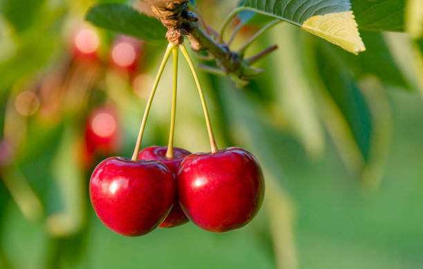 zbliżenie dojrzałych czereśni - cherry cherry tree tree fruit zdjęcia i obrazy z banku zdjęć