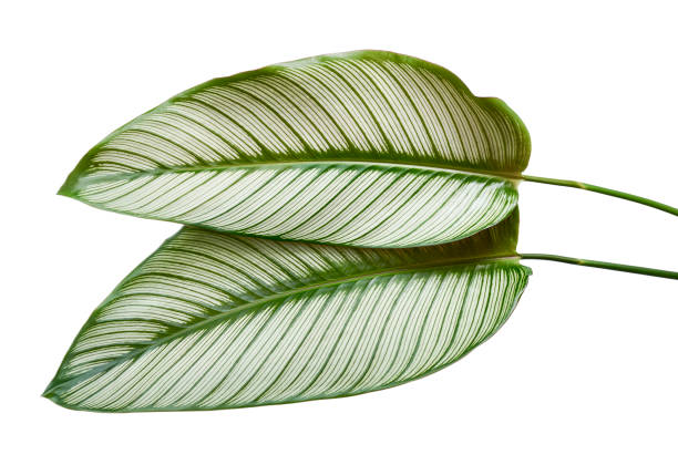 Calathea ornata (Pin-stripe Calathea) leaves, Tropical foliage isolated on white background, with clipping path Calathea ornata (Pin-stripe Calathea) leaves, Tropical foliage isolated on white background, with clipping path calathea stock pictures, royalty-free photos & images