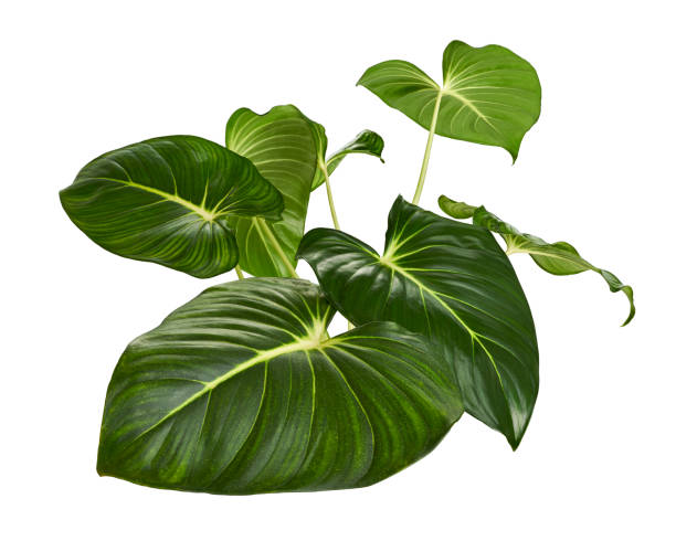istock Homalomena foliage, Green leaf with white petioles isolated on white background, with clipping path 1473869721