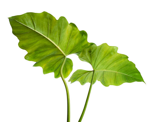 istock Philodendron giganteum leaf, Giant philodendron isolated on white background, with clipping path 1473870347