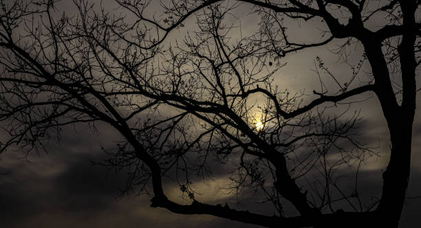 istock The sun shines through the branches 1473870922