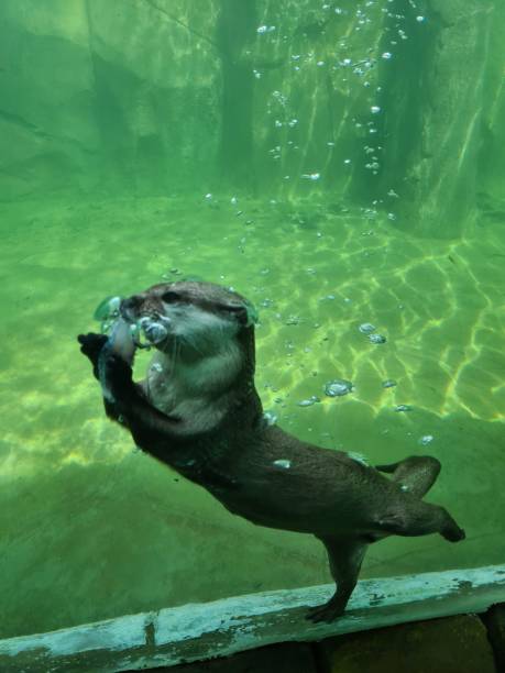 istock Otter in the zoo 1473870956
