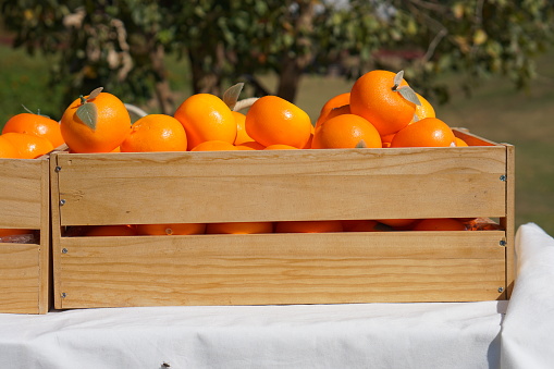 Many oranges in a box