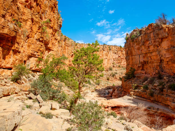 istock Amazing Moroccan landscape- Canyon and tree 1473871844