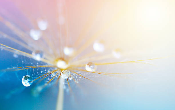 istock dandelion seed umbrella with water droplets in pastel colors with space for text 1473872011