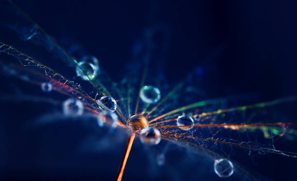 dandelion seed umbrella with water droplets with