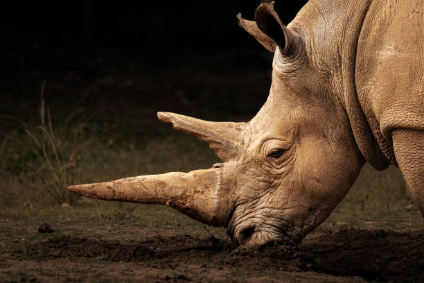 istock White Rhino Morning glow 1473872418